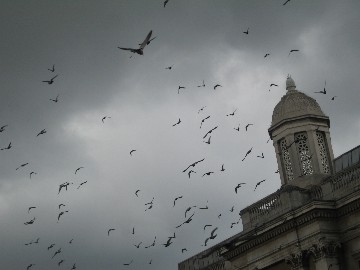 london birds